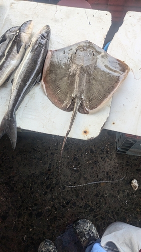 Whitespotted Whipray