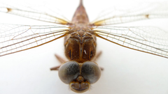 Acanthaeschna victoria