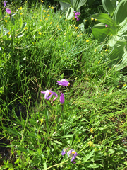 Primula tetrandra