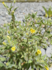 Mimetanthe pilosa