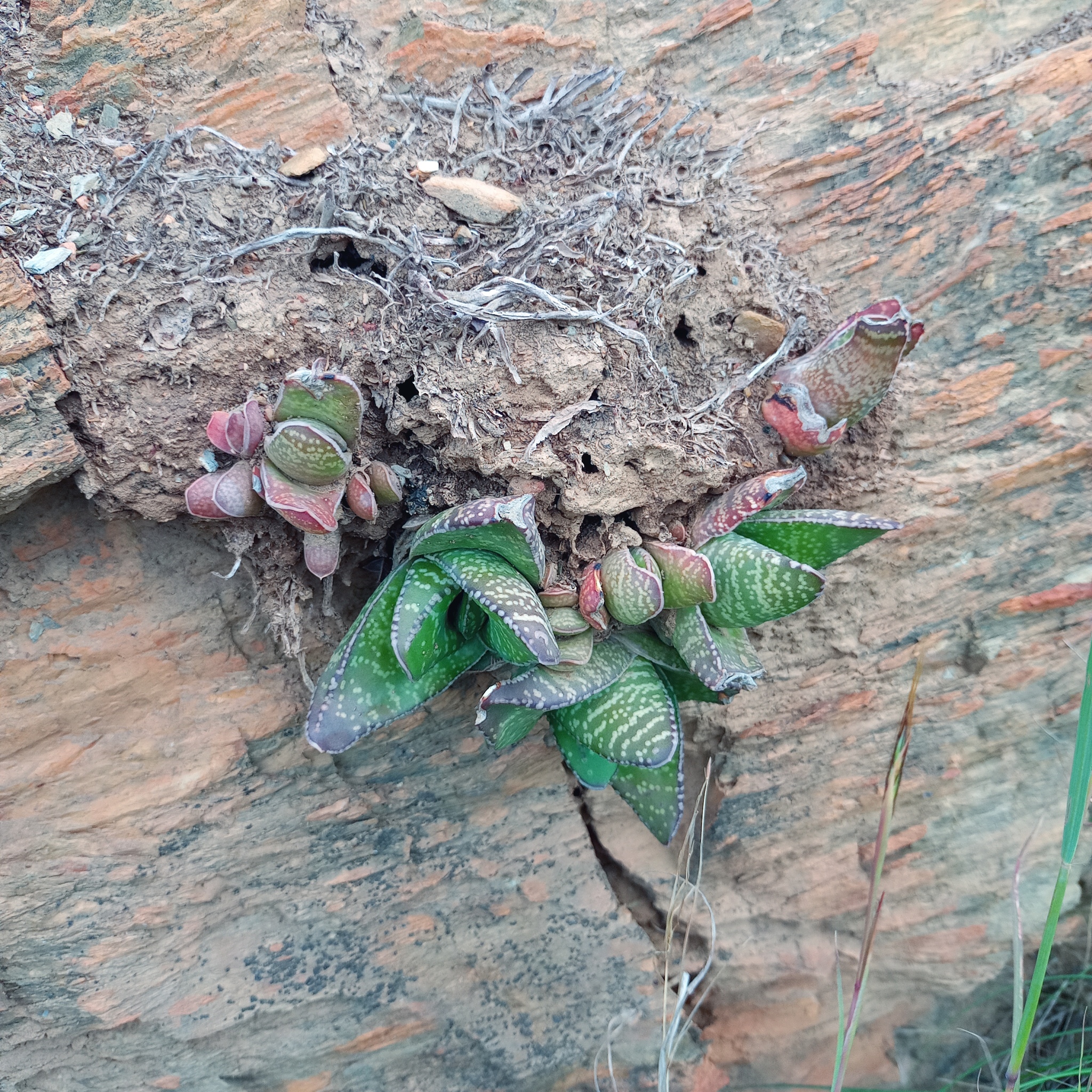 Imagem de Gasteria