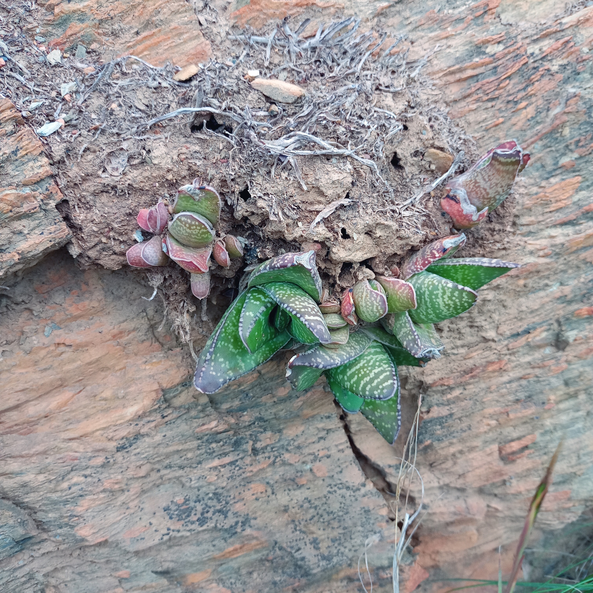 Imagem de Gasteria