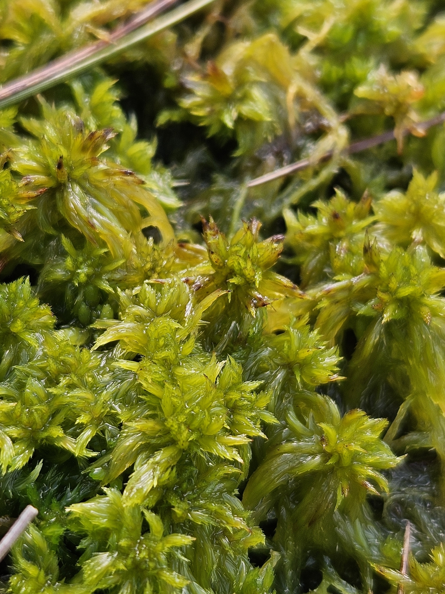 Sphagnum cuspidatum
