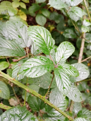 Image of Newbould's Bramble (Rubus newbouldii) by (c) Leanne Dempsey, some rights reserved (CC BY)
