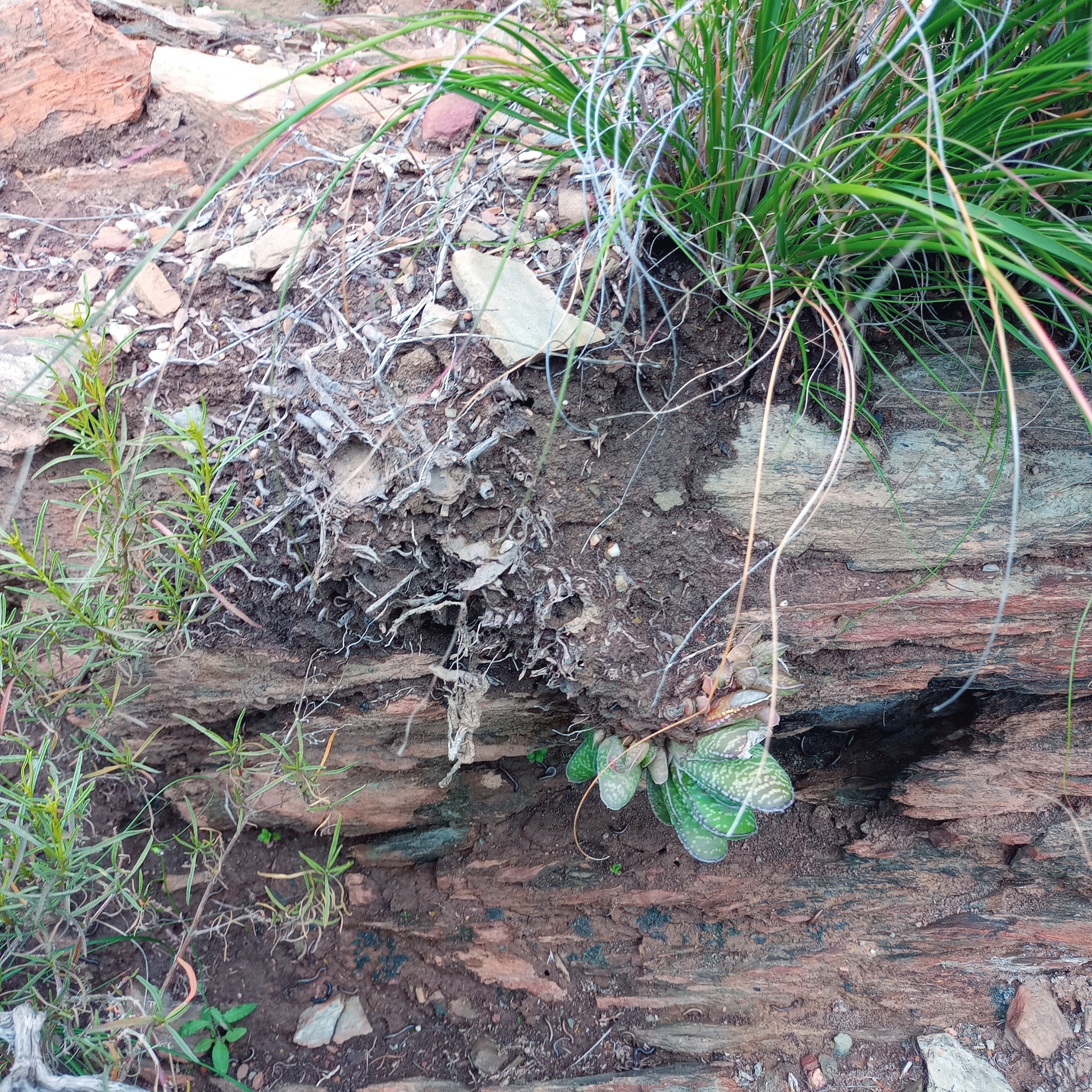 Imagem de Gasteria