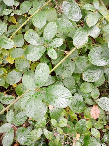 Image of Newbould's Bramble by (c) Leanne Dempsey, some rights reserved (CC BY)