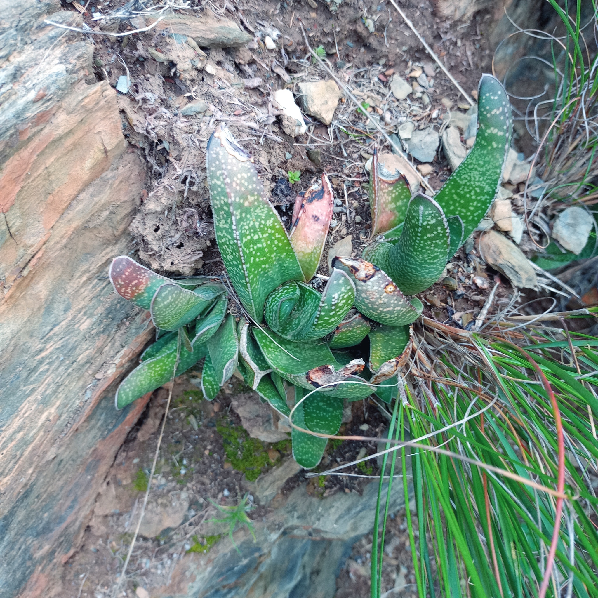 Imagem de Gasteria