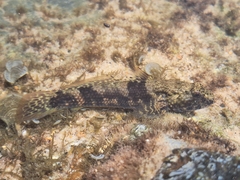 Frillfin Goby photo 2