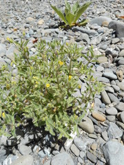 Mimetanthe pilosa