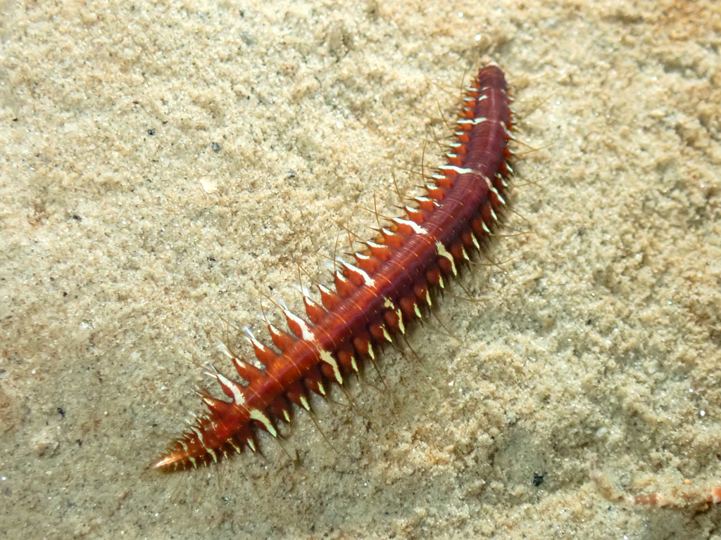 Oxydromus flexuosus