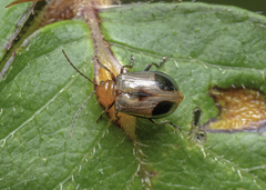 Paridea angulicollis
