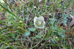 Parnassia palustris
