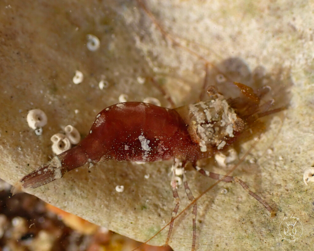 Eualus cranchii