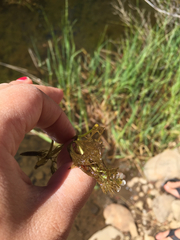Ranunculus aquatilis