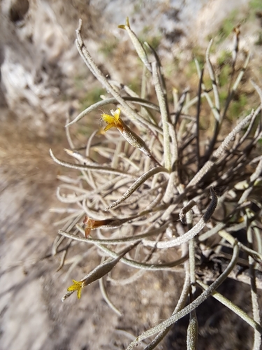 Tillandsia virescens Ruiz & Pav.
