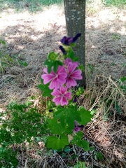 Malva sylvestris