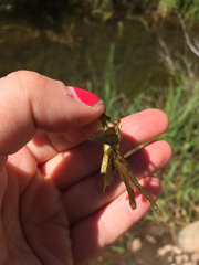 Ranunculus aquatilis