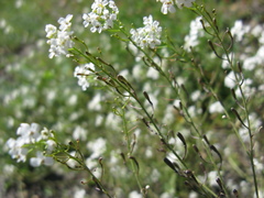 Sobolewskia truncata