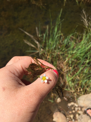 Ranunculus aquatilis