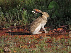 Lepus callotis