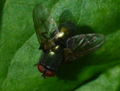 Eudasyphora cyanella