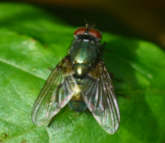 Eudasyphora cyanella