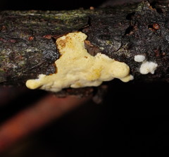 Trichoderma victoriense