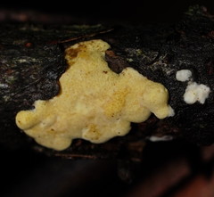 Trichoderma victoriense