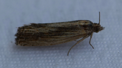Eucosma umbrastriana