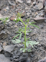 Cleome ornithopodioides