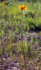 Helianthus occidentalis