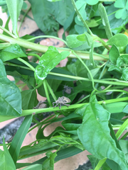 Acanthocoris sordidus