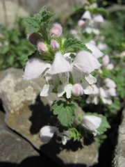 Lamium tomentosum