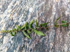 Athyrium reflexipinnum