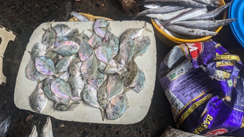 Cleftbelly trevally (Atropus atropos) — Carangidae — 4