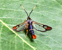 Synanthedon richardsi