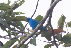 Cotinga maynana