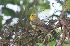 Metopothrix aurantiaca
