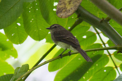 Cnemotriccus fuscatus