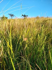Stegosatyrus periphas