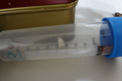 Comocritis albicapilla