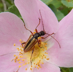 Cortodera longicornis