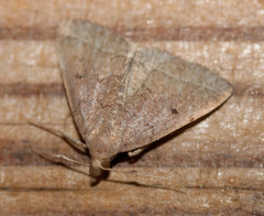 Zanclognatha jacchusalis