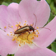 Cortodera longicornis