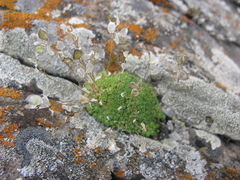 Draba rigida