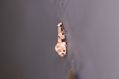 Nemapogon auropulvella
