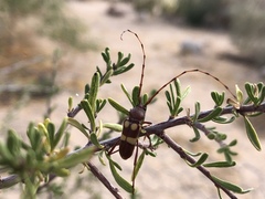 Aethecerinus latecinctus