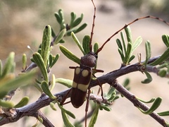 Aethecerinus latecinctus