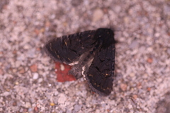 Apamea impulsa