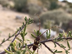 Aethecerinus latecinctus